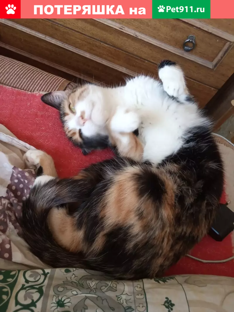 Пропала кошка Анфиса на Дрезденской улице, 21 - photo