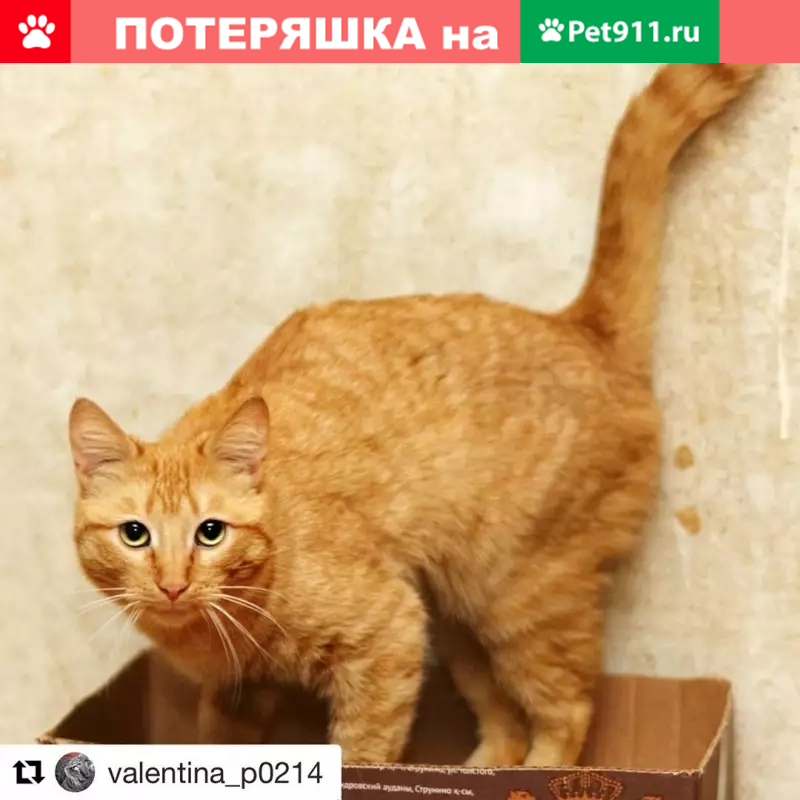 Пропала кошка на Каширском шоссе в Москве - photo