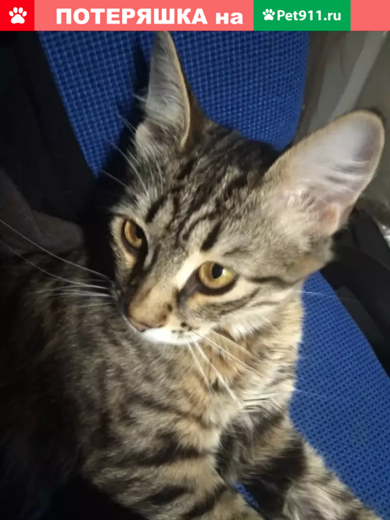 Пропала кошка на ул. Мусы Джалиля, 30 корп 1, срочно нужна помощь - photo