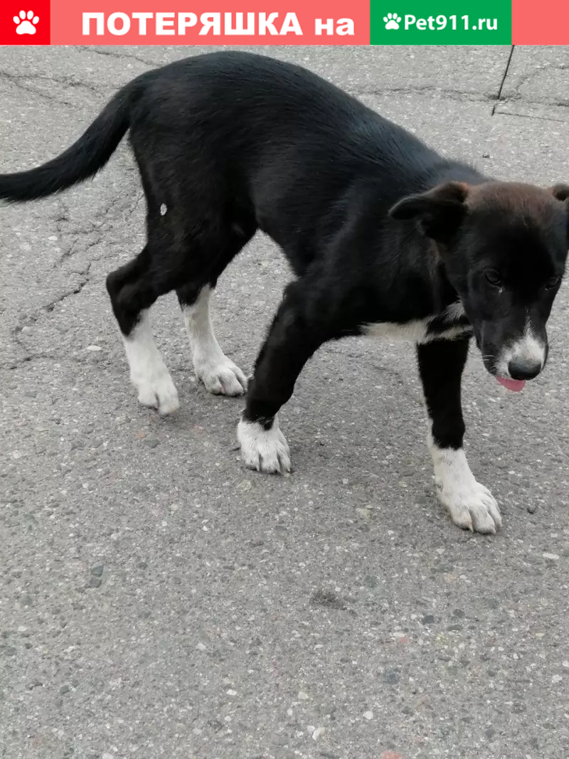 Собака найдена в Витебске, Беларусь. - photo