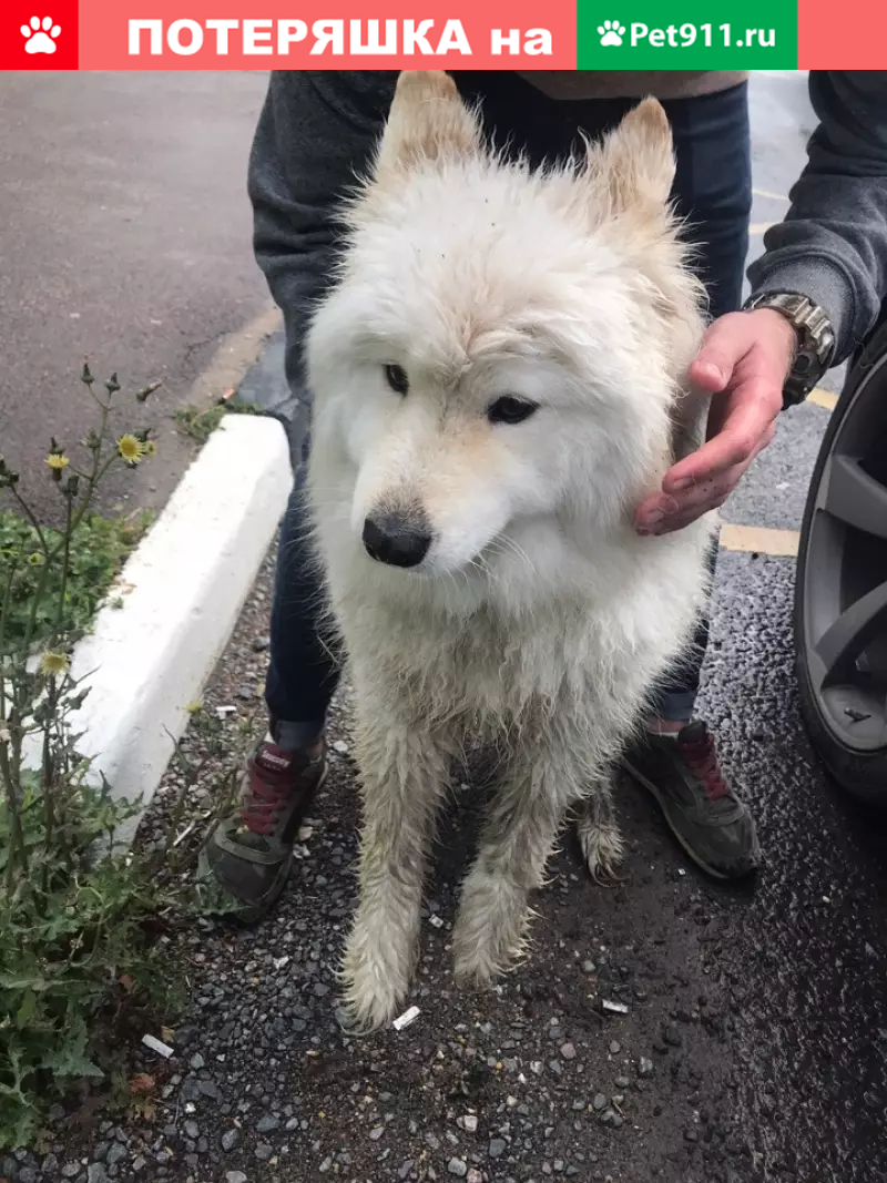 Найден самоед в районе СНТ Иванисово, Электросталь | Pet911.ru