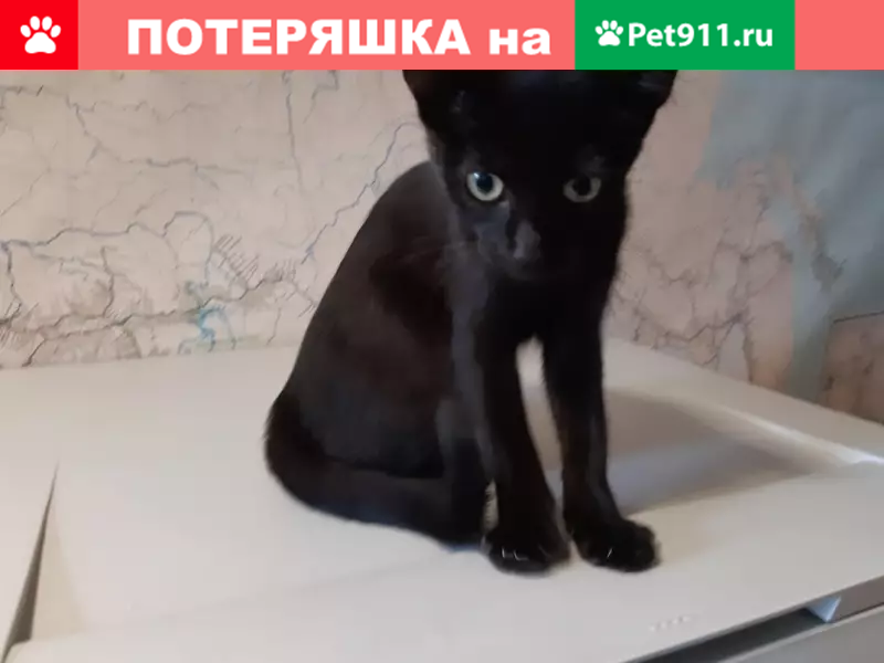Ласковый черный котенок с шерстью в Ярославле | Pet911.ru