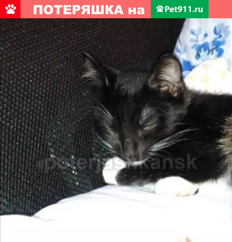 Пропала кошка на ул. Петухова, Новосибирск #lostpet #пропала_кошка - photo