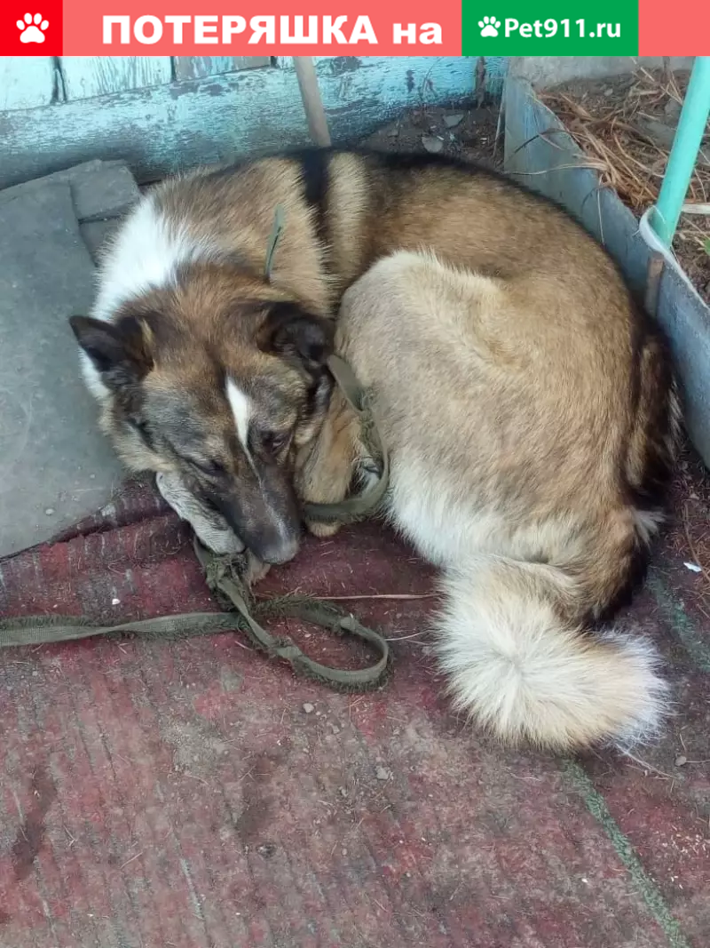 Пропала собака Дики в Лучегорске, нужна помощь - photo