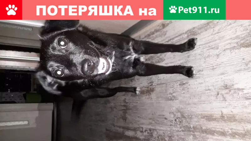 Пропала собака Роки в Новокузнецке - photo