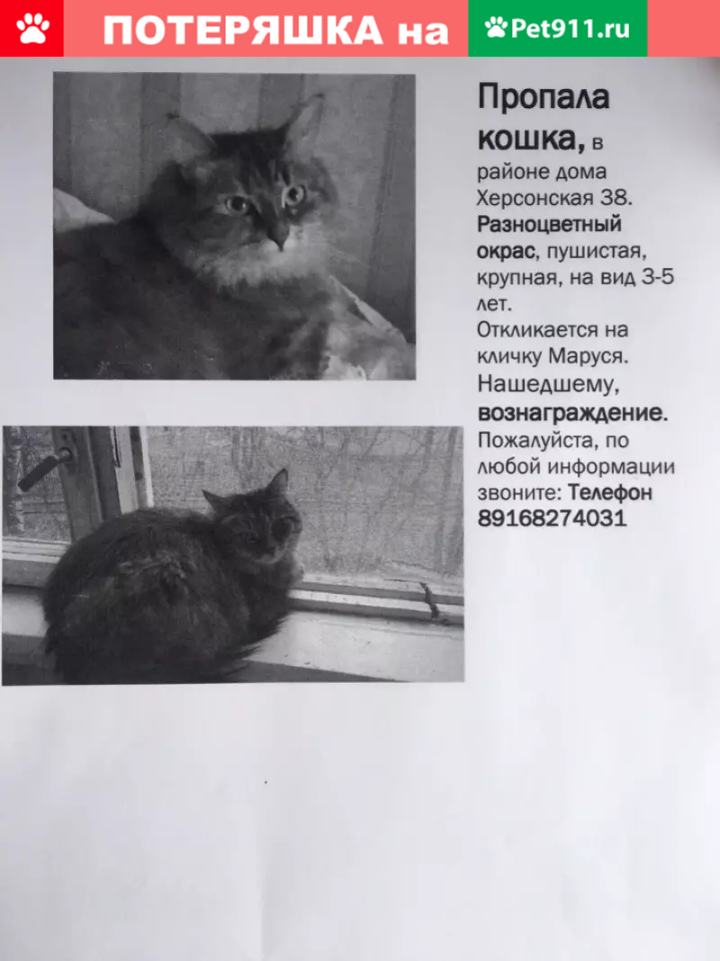 Пропала кошка в Черёмушках, звоните! | Pet911.ru