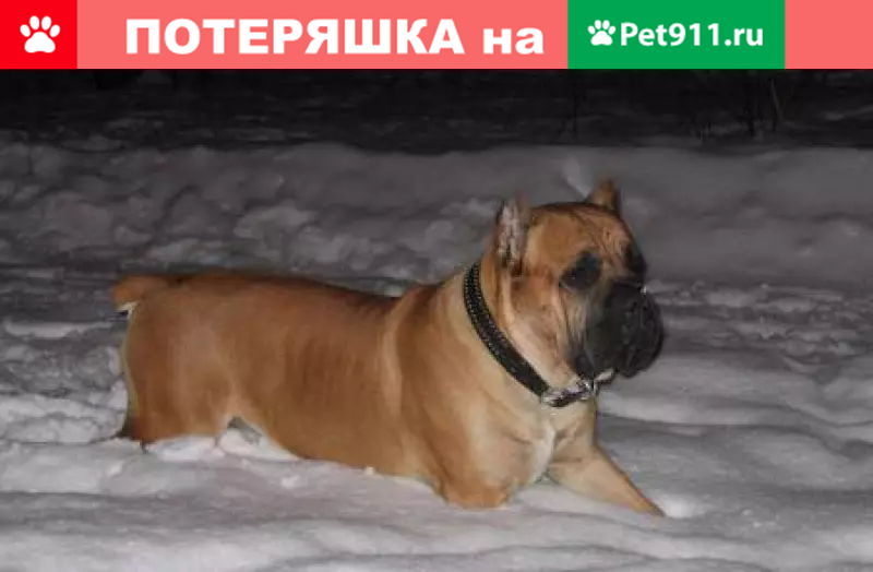 Найден истощенный Боксер в Херсонской области - photo