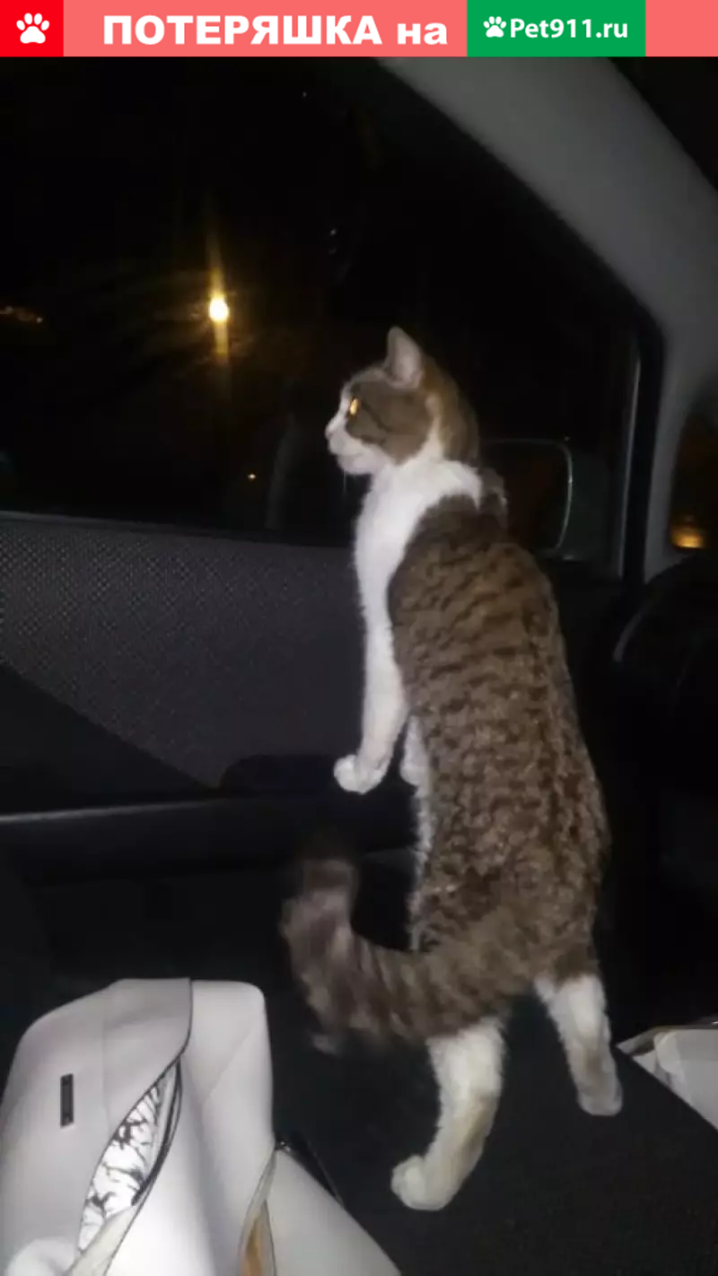 Пропал кот в Караканском бору, Новосибирская область - photo