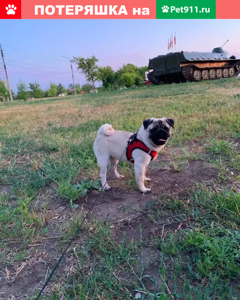 Пропала собака в Энгельсе, прошу вернуть домой! | Pet911.ru