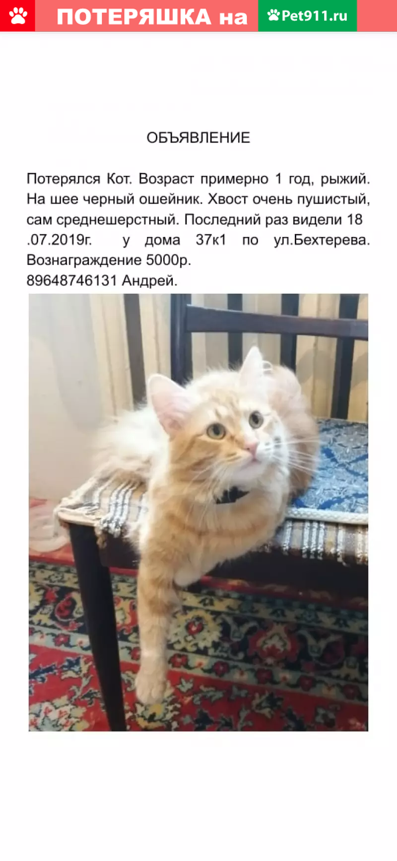 Пропал кот Пупа, ул. Бехтерева 37к1, Москва | Pet911.ru