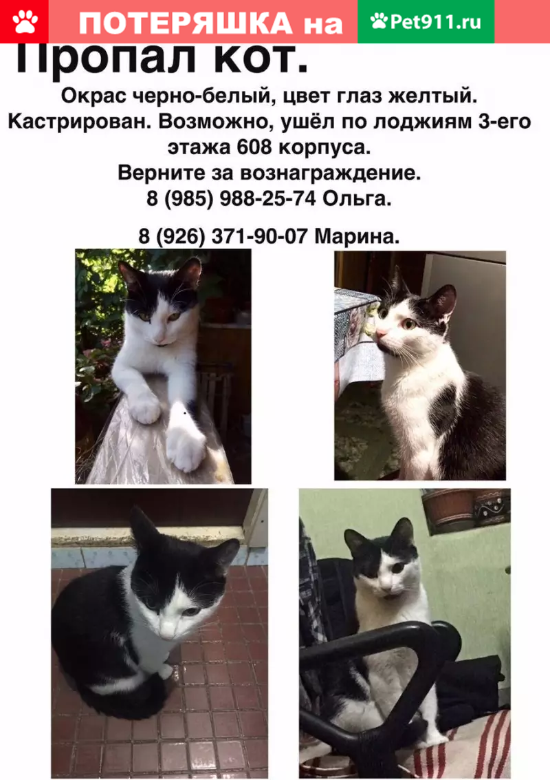 Пропал кот в Северном Чертаново, Москва: 8(985)988-25-74, 8(926)371-90-07.  | Pet911.ru