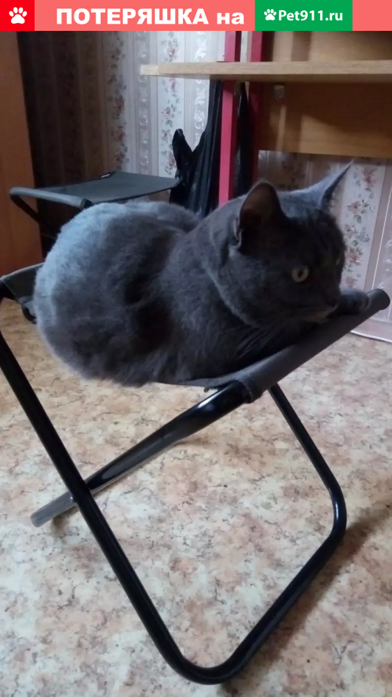 Пропала кошка на Белореченской, д.34А! - photo