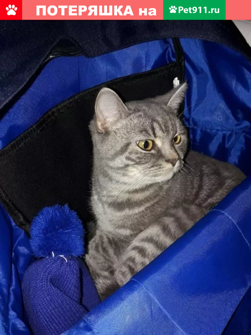 Пропала кошка на Набережной 19, Солигорск - photo