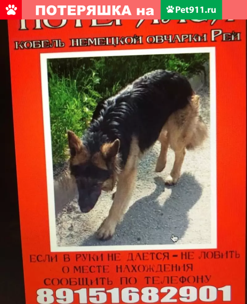 Пропала немецкая овчарка Рэй на Медынской улице - photo