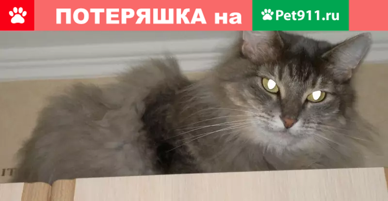 Пропала кошка Матильда на Кронштадтском бульваре, дом 25. - photo