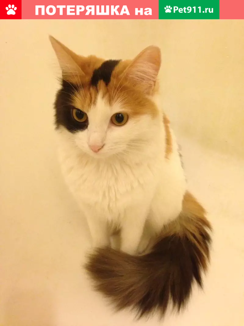 Пропала кошка на Волгоградском проспекте, Москва (23 июля) - photo