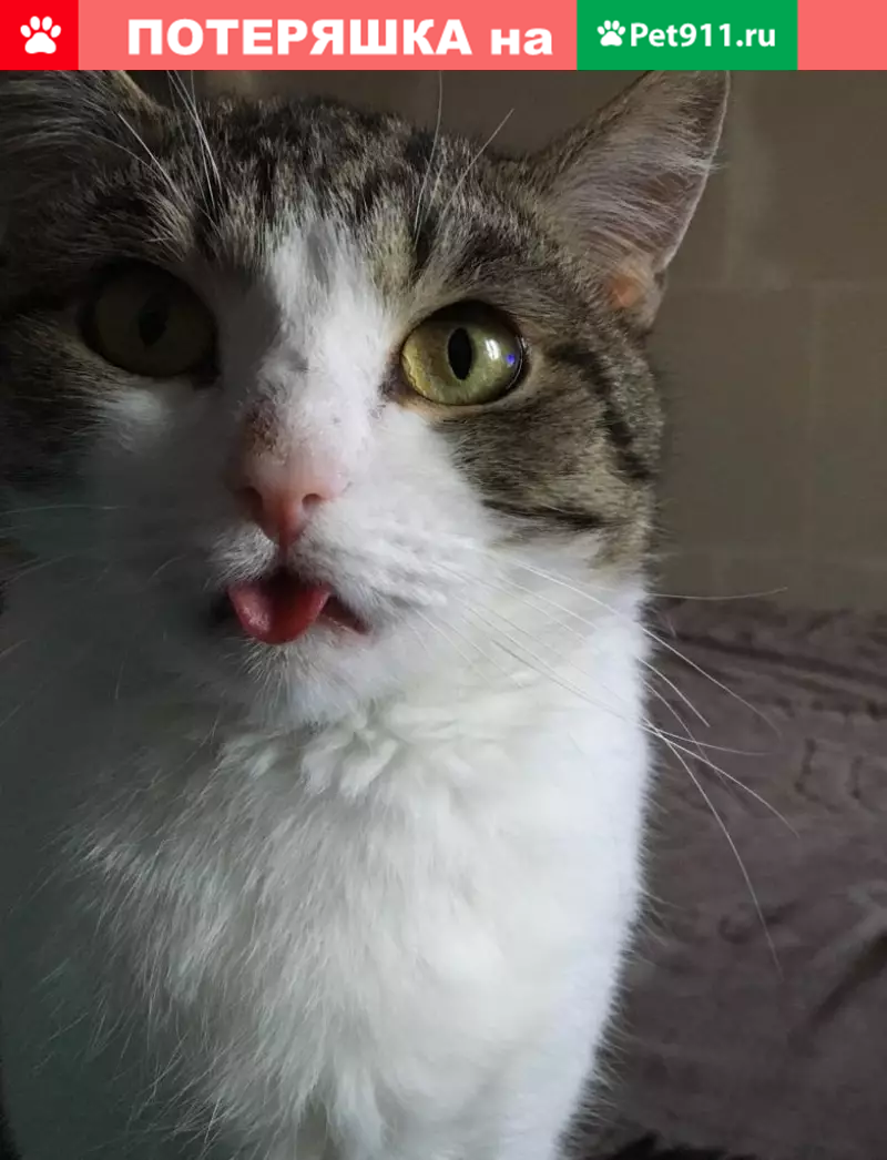 Пропал кот в Караканском бору, вознаграждение за находку. - photo