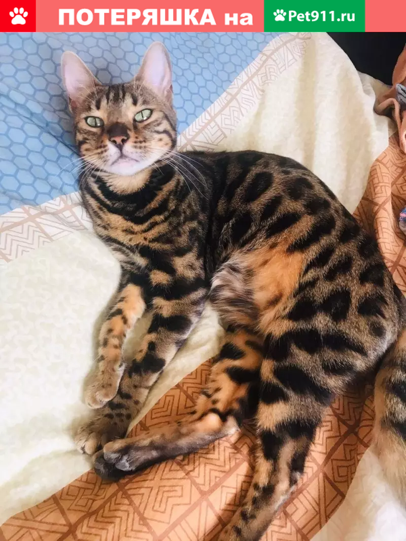 Пропала бенгальская кошка, вознаграждение! - photo