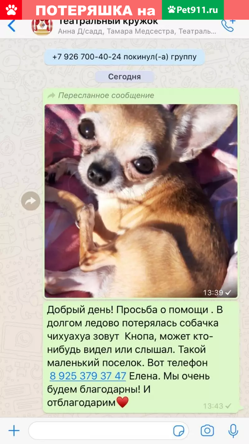 Пропала собака Мини чихуа хуа в Москве | Pet911.ru