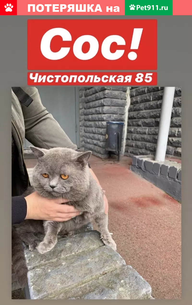 Найдена домашняя кошка на Чистопольской 85а | Pet911.ru