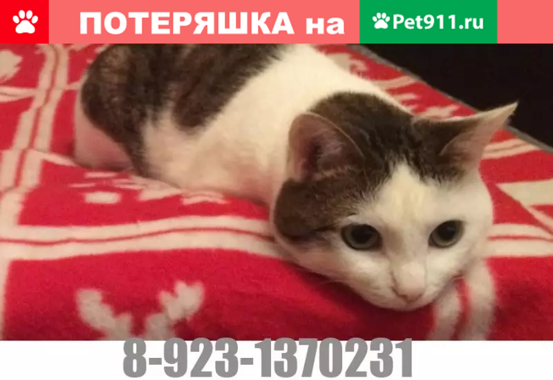 Пропала кошка в Моргаушском районе, Чебоксары. - photo