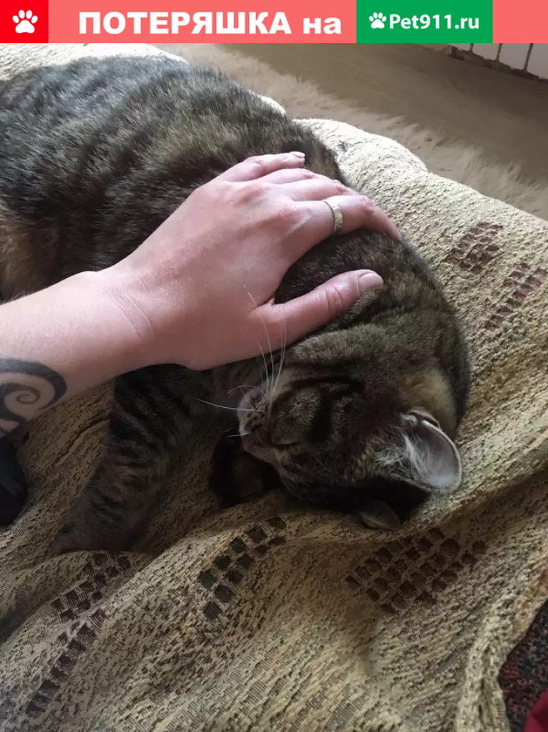 Пропала кошка на улице Грибоедова, Новосибирск - photo