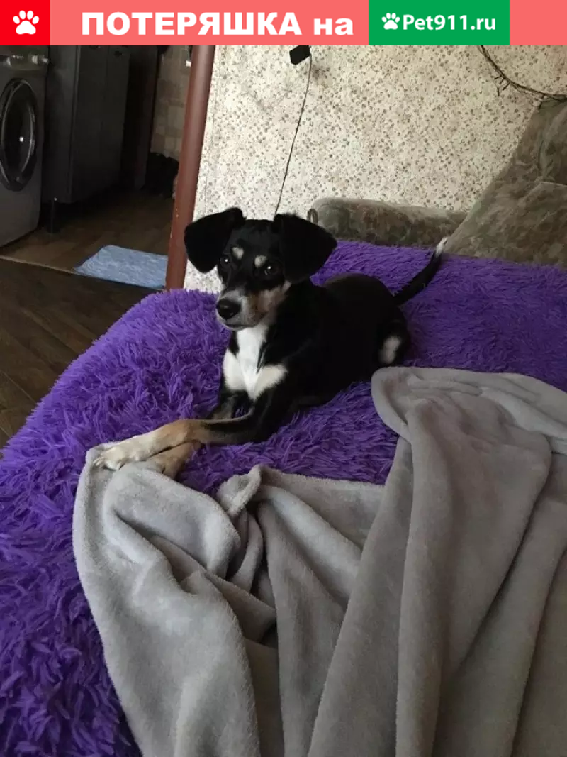 Пропала собака на Циолковского, имя Берта. - photo