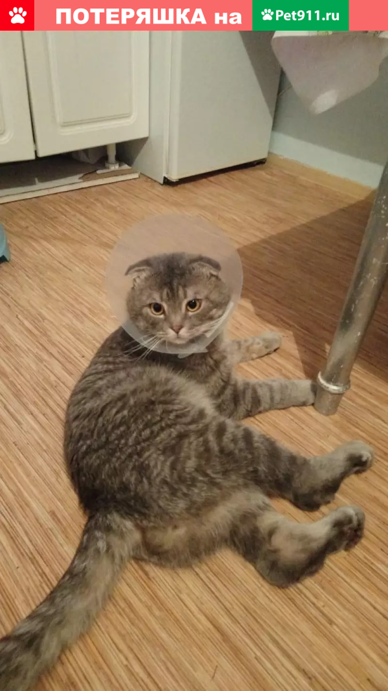 Пропал кот в Тюмени, адрес: Республика 207. - photo