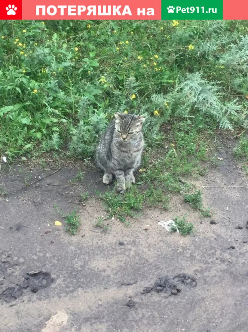 Найдена кошка в Шилово, без хвоста. Тел. для связи. | Pet911.ru