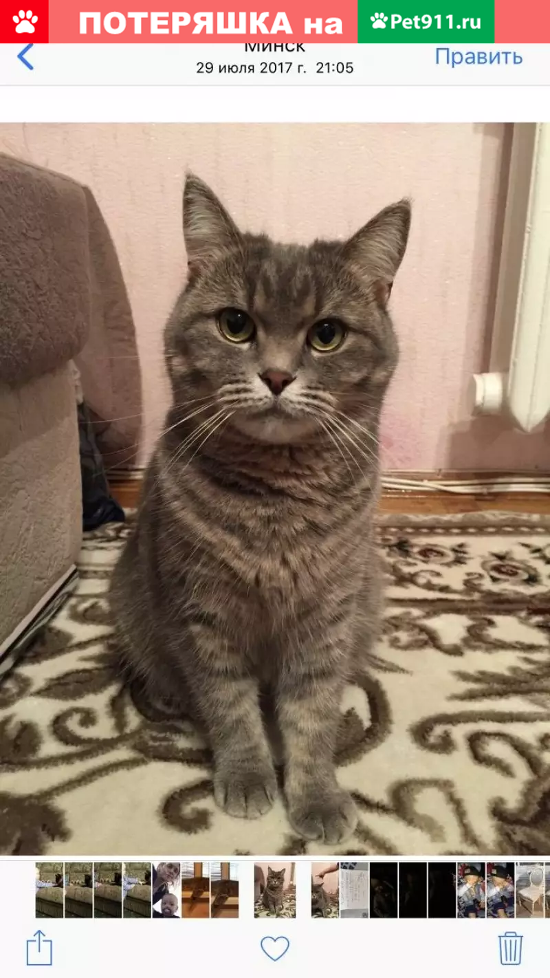 Пропала серая британская кошка возле трассы Минск-Витебск в Бешенковичском районе - photo