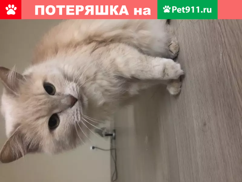 Пропала сибирская кошка в Казани, Кировский район | Pet911.ru
