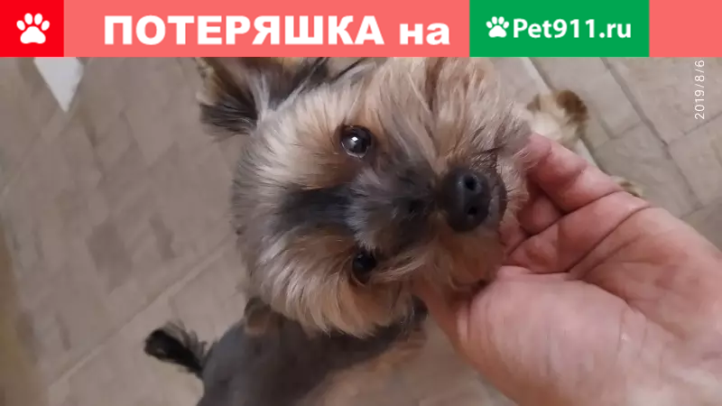 Собака найдена в Витебске, Беларусь. - photo