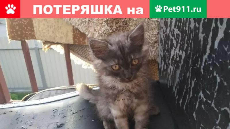 Пропала кошка в Слуцке, вознаграждение. - photo