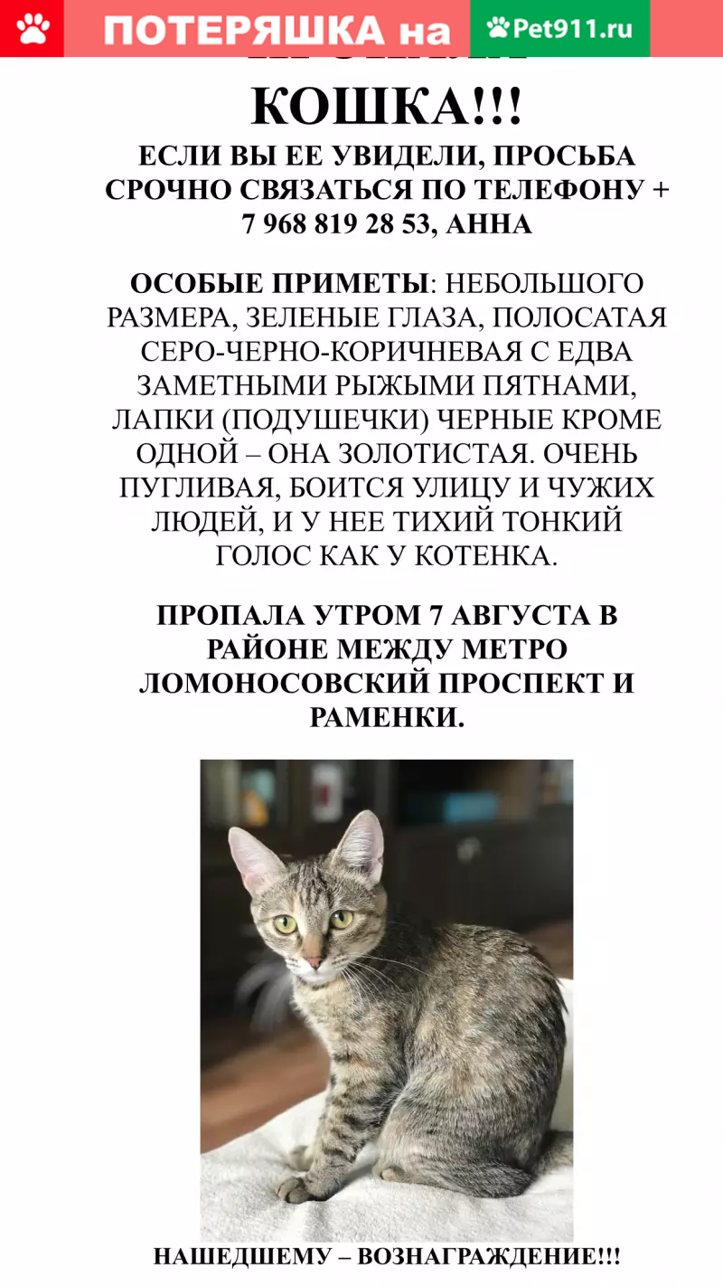 Пропала кошка на Мичуринском проспекте в Москве | Pet911.ru