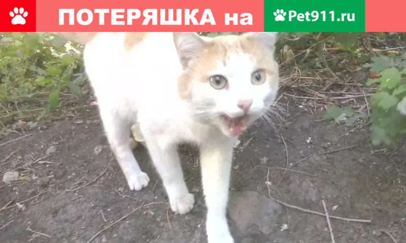 Потерялся котик на ул. Островского, ищем хозяев! - photo