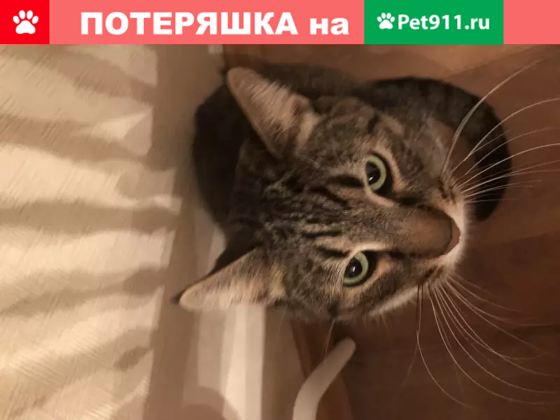 Пропал кот Каспер на улице Поречной (Москва) - photo