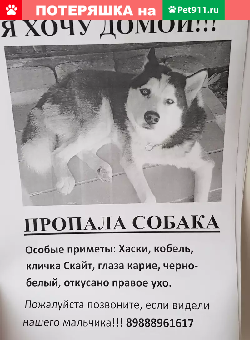 Пропала собака Хаски, кличка Скайт, ул. Оганова, Ростов-на-Дону. | Pet911.ru