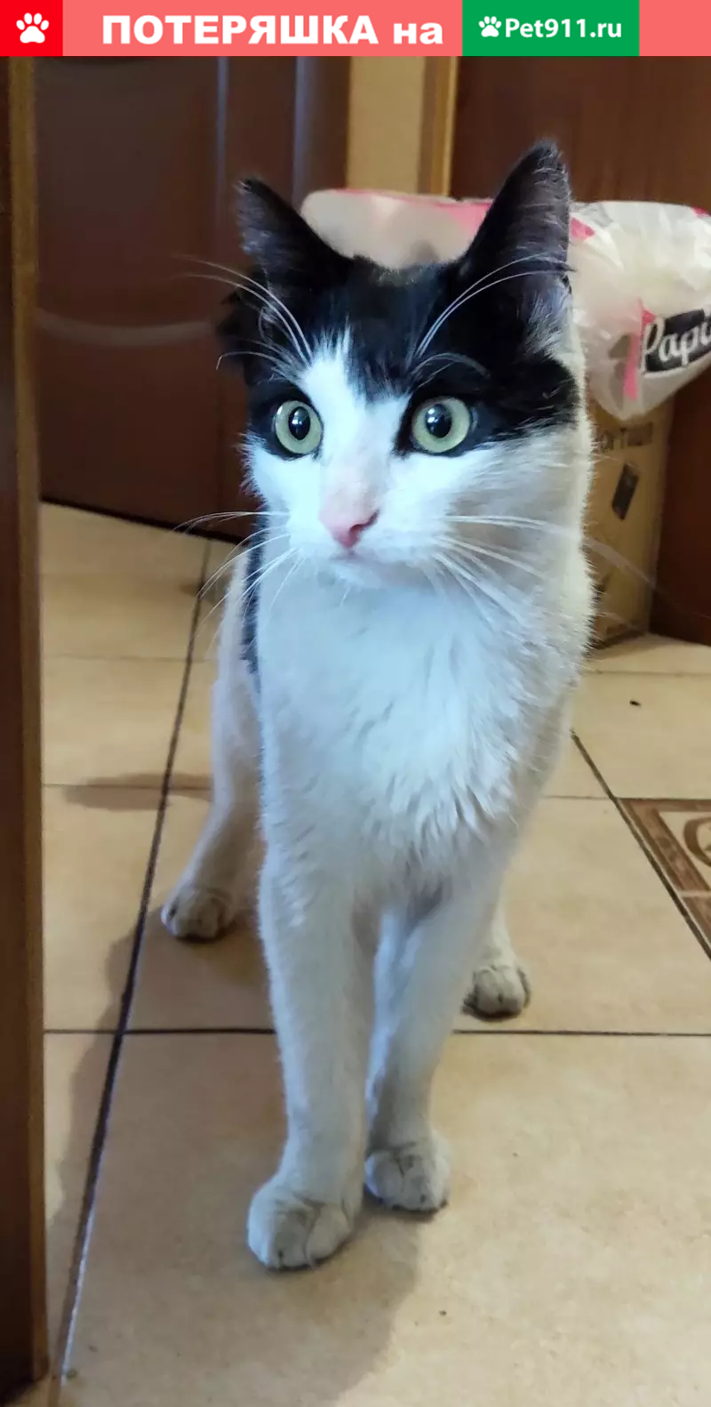 Найден кот в Люберцах, ул. 3-е Почтовое Отделение, 34. - photo