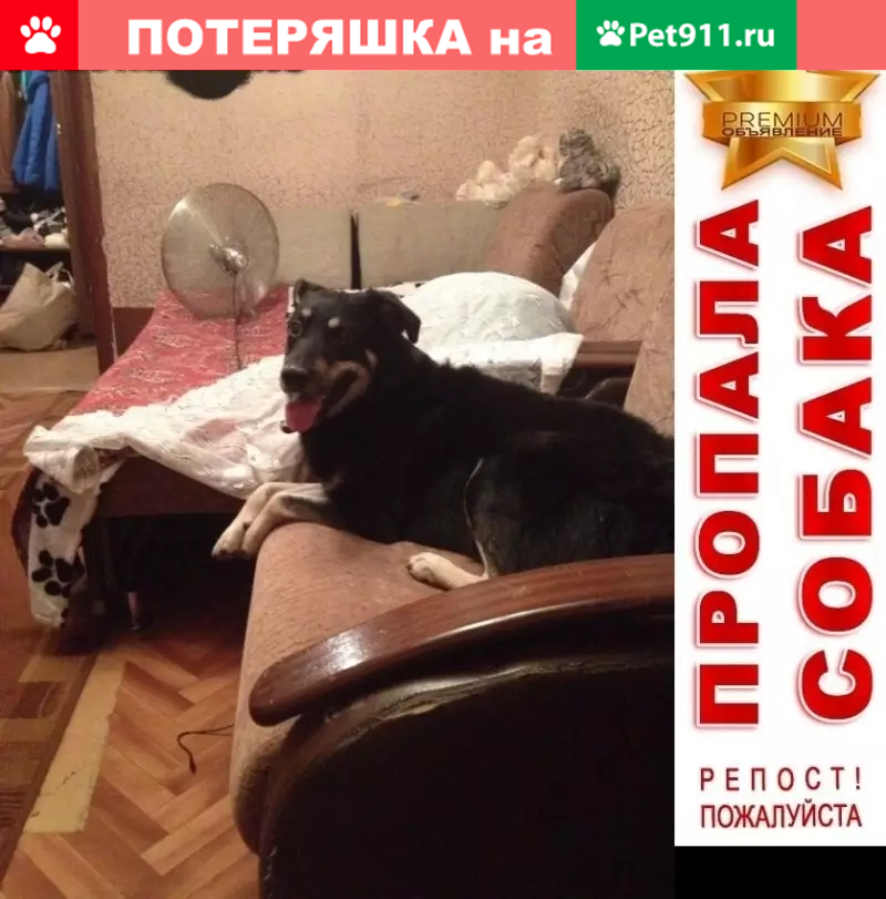 Пропала собака Макс в Бирюлёво Восточное - photo