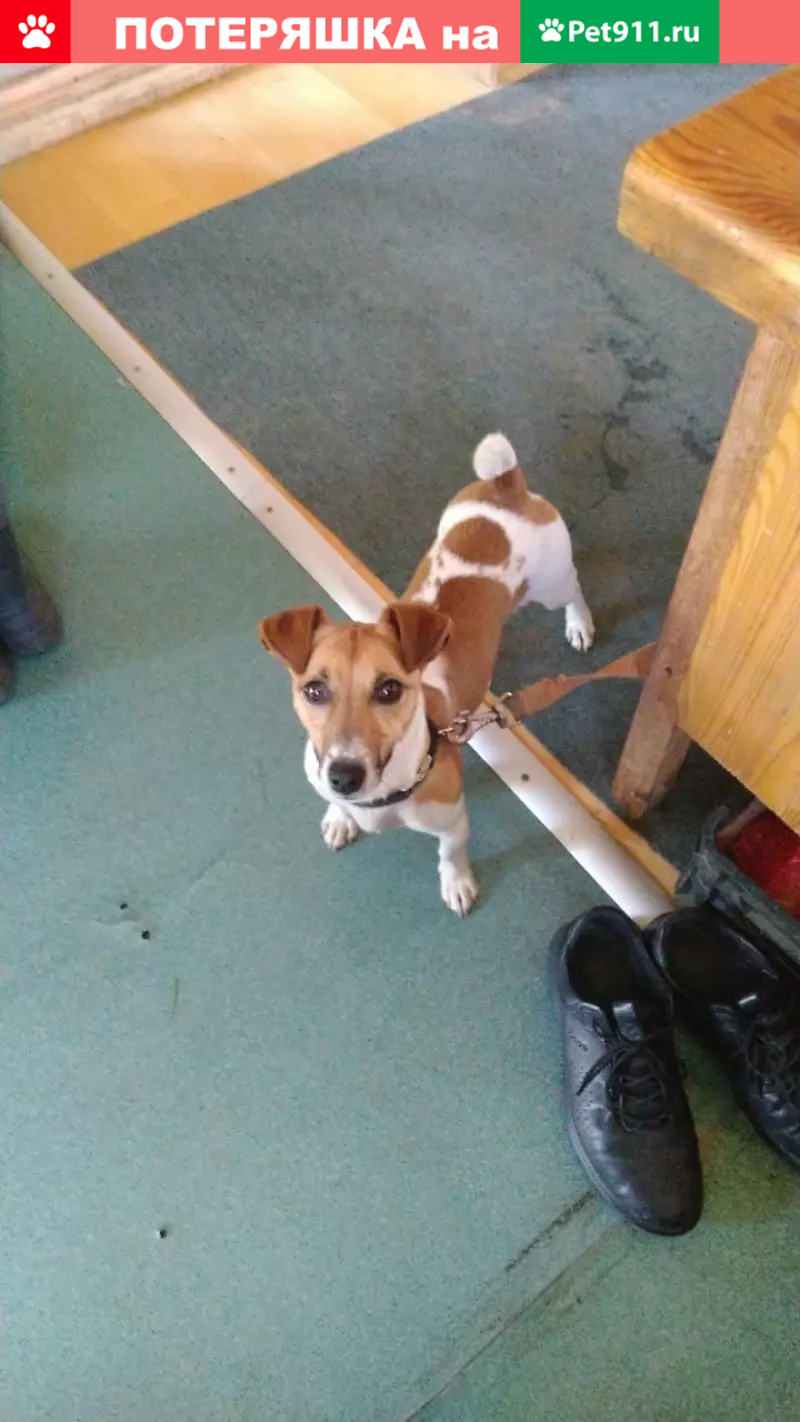 Найден джек рассел в Домодедовском районе - photo