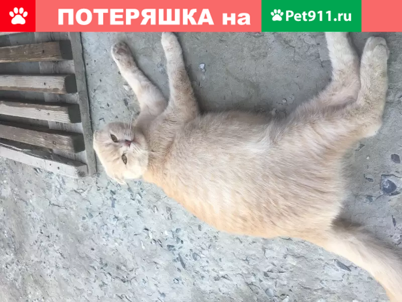 Кошка найдена возле Кочубея, Дагестан - photo