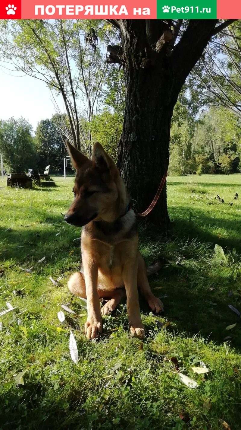 Собака-девочка найдена в Лосино-Петровском - photo