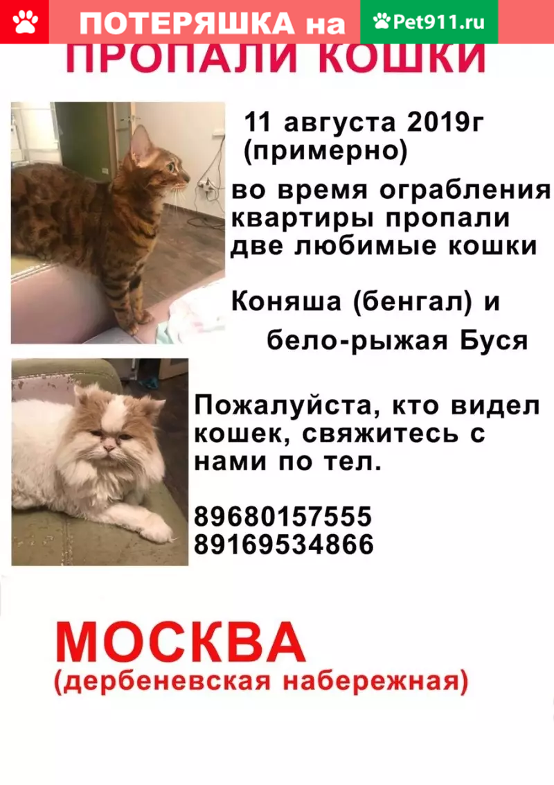 Пропали две кошки в Москве, на Дербеневской. | Pet911.ru