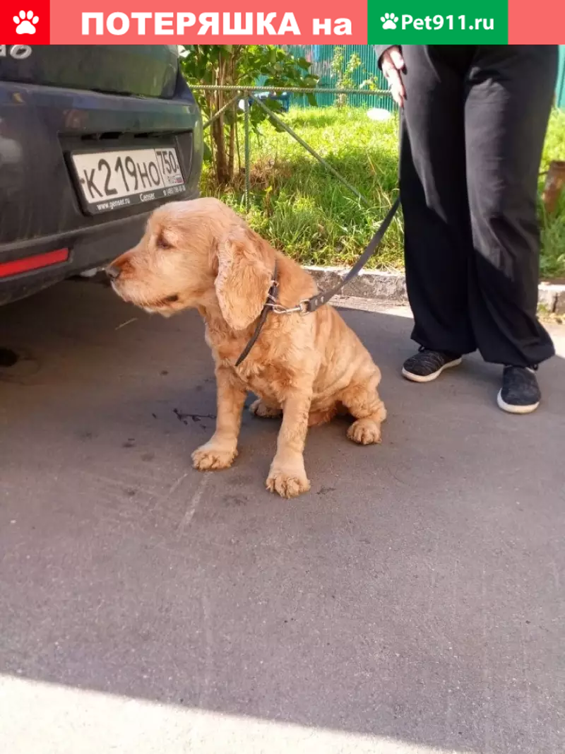 Собака породы Спаниель найдена в Дубках, Московская область. | Pet911.ru