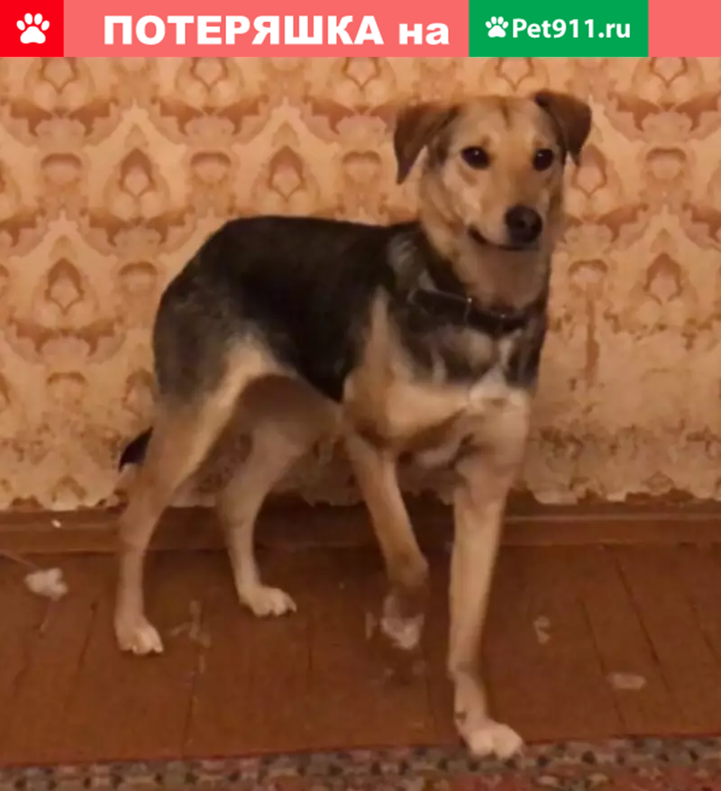 Мой друг наша собака которую зовут тайга. Мой друг наша собака которую зовут тайга