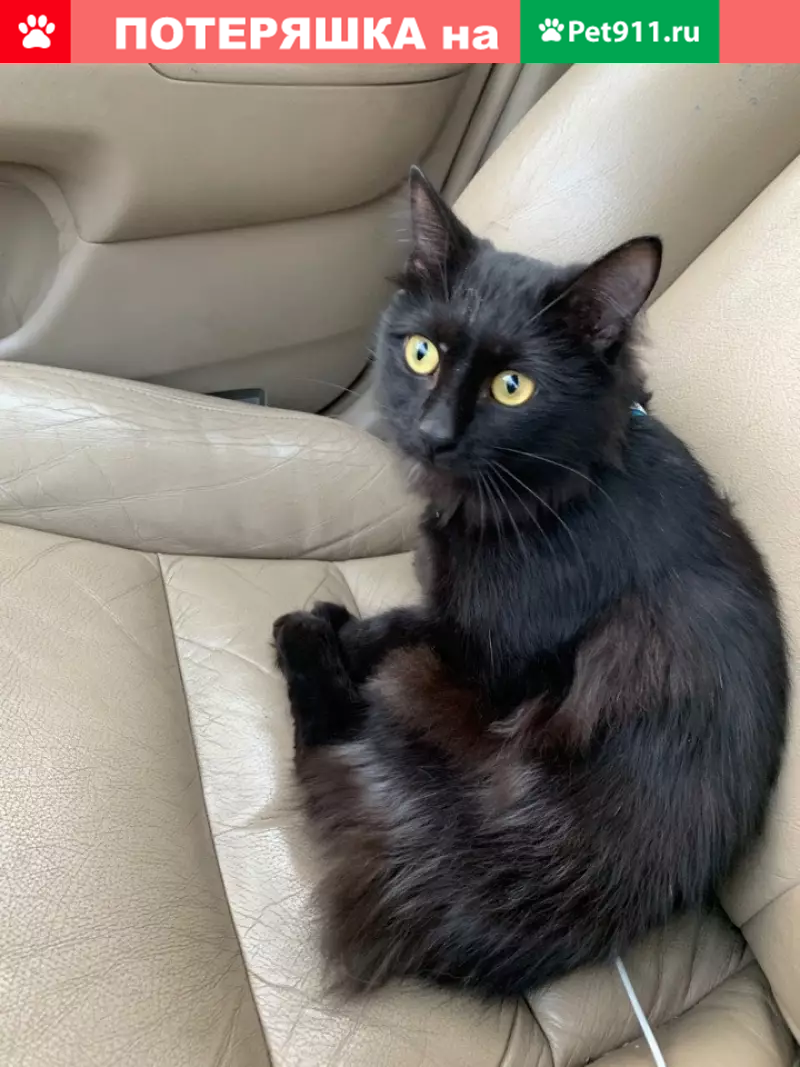 Черный кот Изображения – скачать бесплатно на Freepik