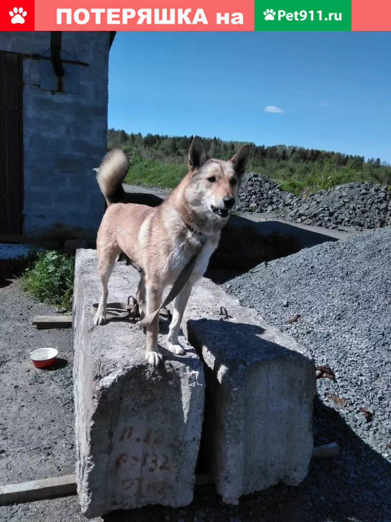 Пропала собака Нора в Виданах, Карелия | Pet911.ru