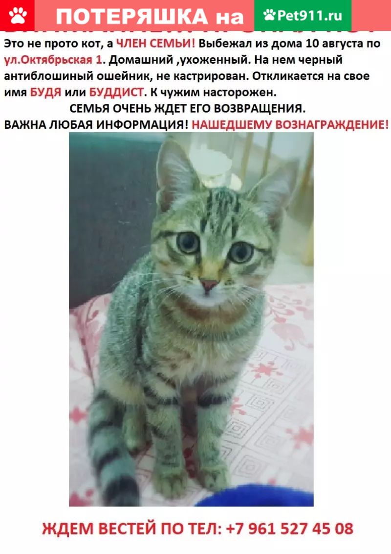 Пропала кошка в станице Северской, Краснодарский край. | Pet911.ru