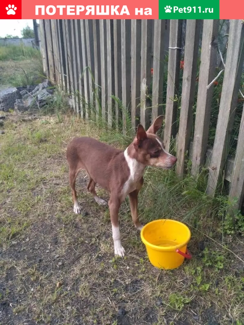 Найдена собака в Новокузнецком районе - photo