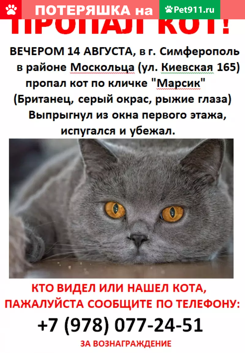 Пропала кошка на ул. Киевская, 165 (Симферополь) | Pet911.ru